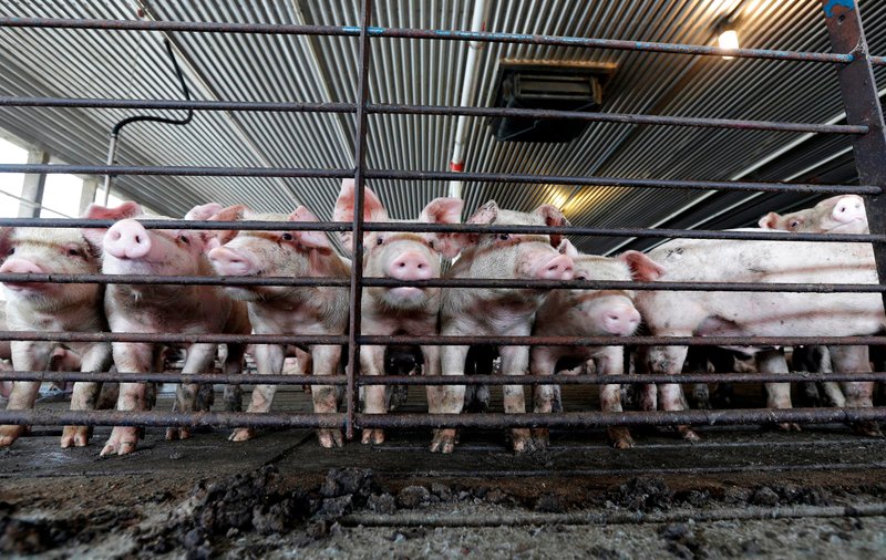 Jury Hits Pork Giant For $50m For Hog Operation&apos;s Nuisance