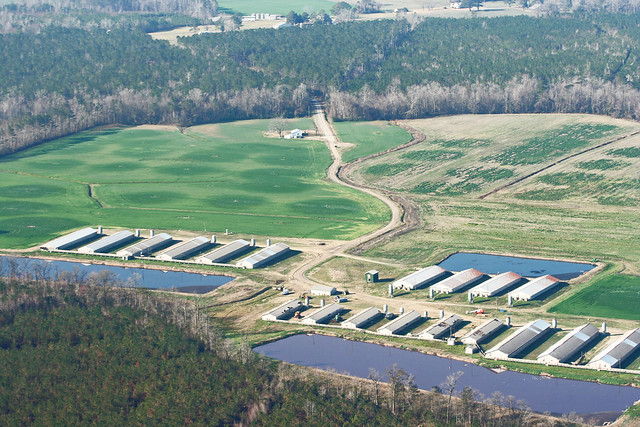 Lawsuits Against North Carolina Hog Farms Could Help Reform State’s CAFO Industry