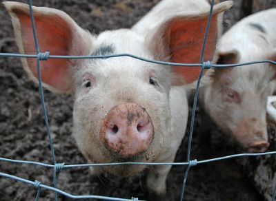 Jury Awards Plaintiffs More Than $50 Million In Historic Hog Nuisance Lawsuit