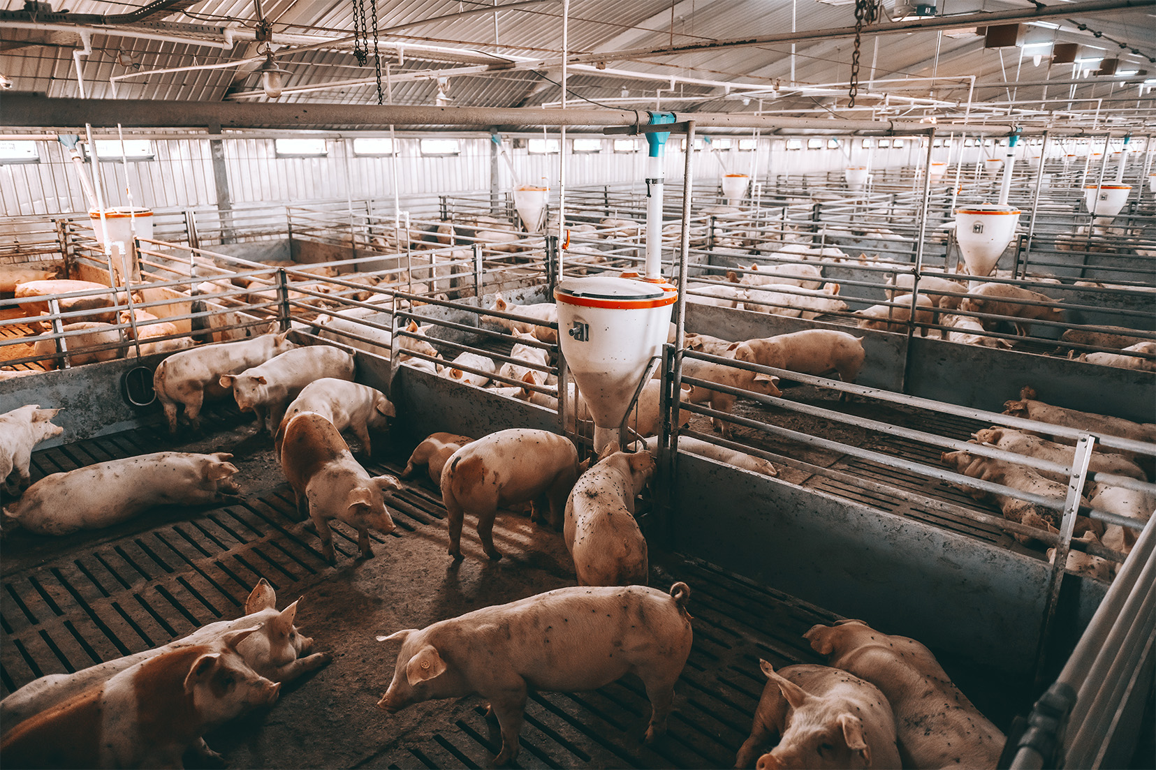 Local Firm Representing Plaintiffs In Federal Hog Farm Case