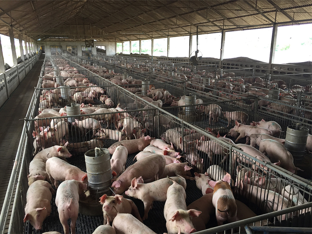 Jury Awards Neighbors Of Hog Farm $50m