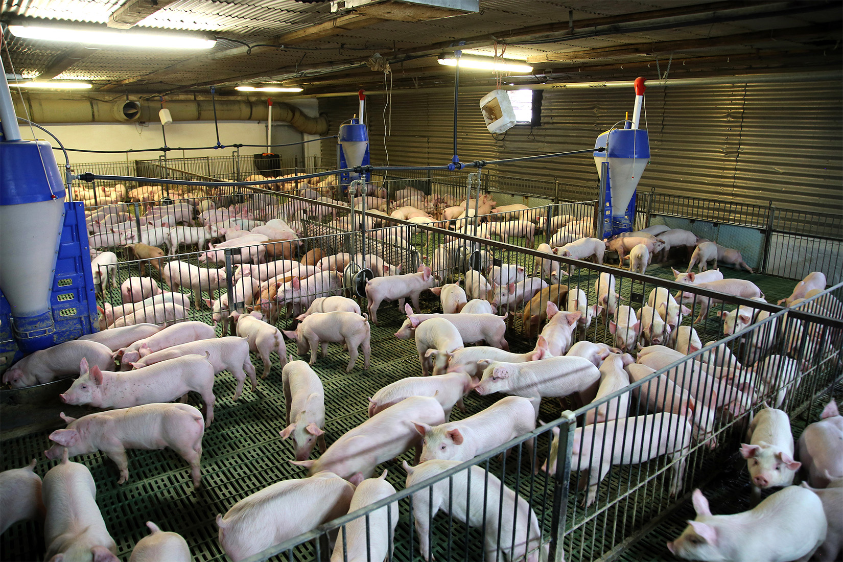 Jury awarded hog farm neighbors $3.25 million. Will three-quarters of that be erased?