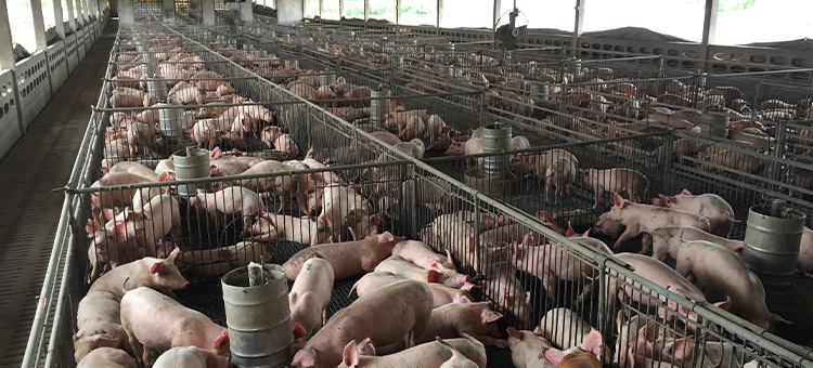 As Smithfield Appeals a Multimillion-Dollar Verdict, a Hog-Farm Neighbor Awaits His Chance at Justice After 20 Years of Hell