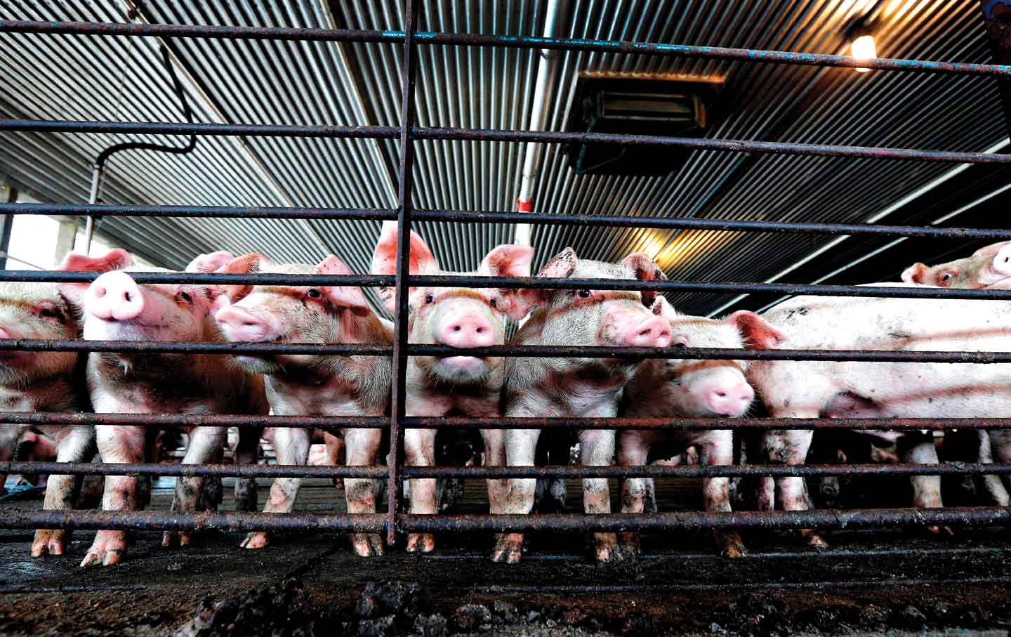 The Stink and Injustice of Life Next to an Industrial Hog Farm
