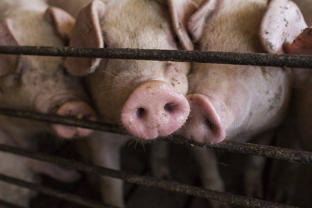 Pig snouts