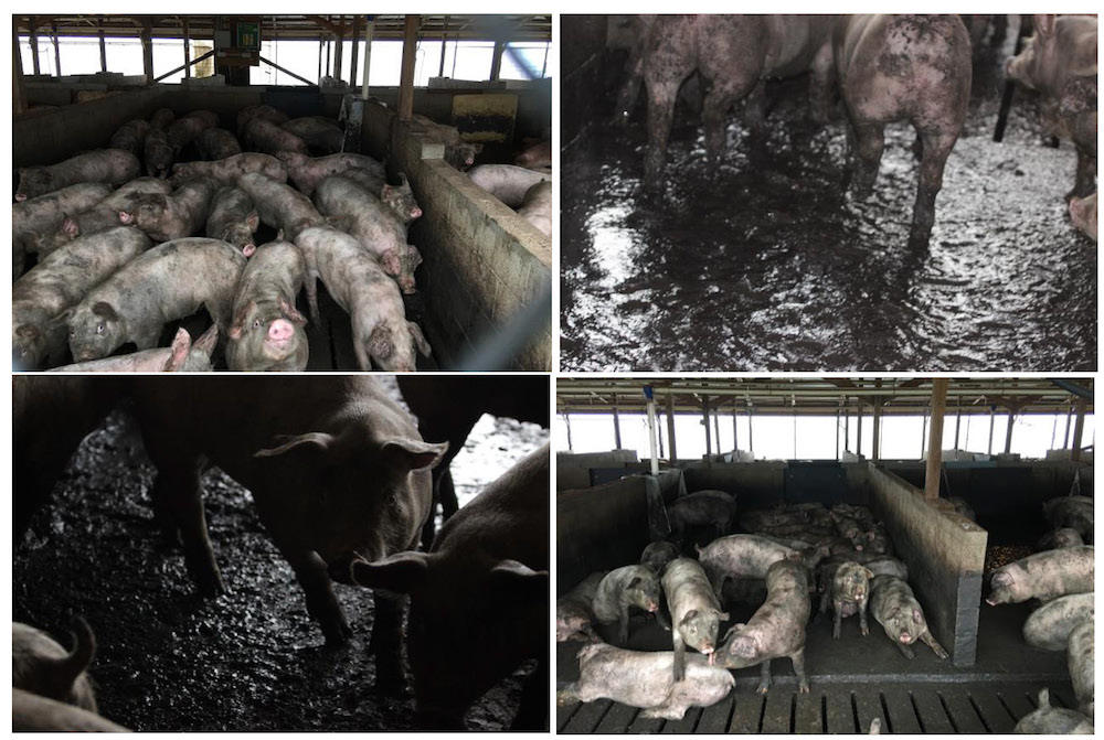 pigs standing in feces