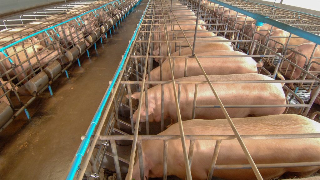 pigs in cages