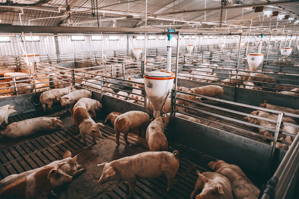 pigs inside building