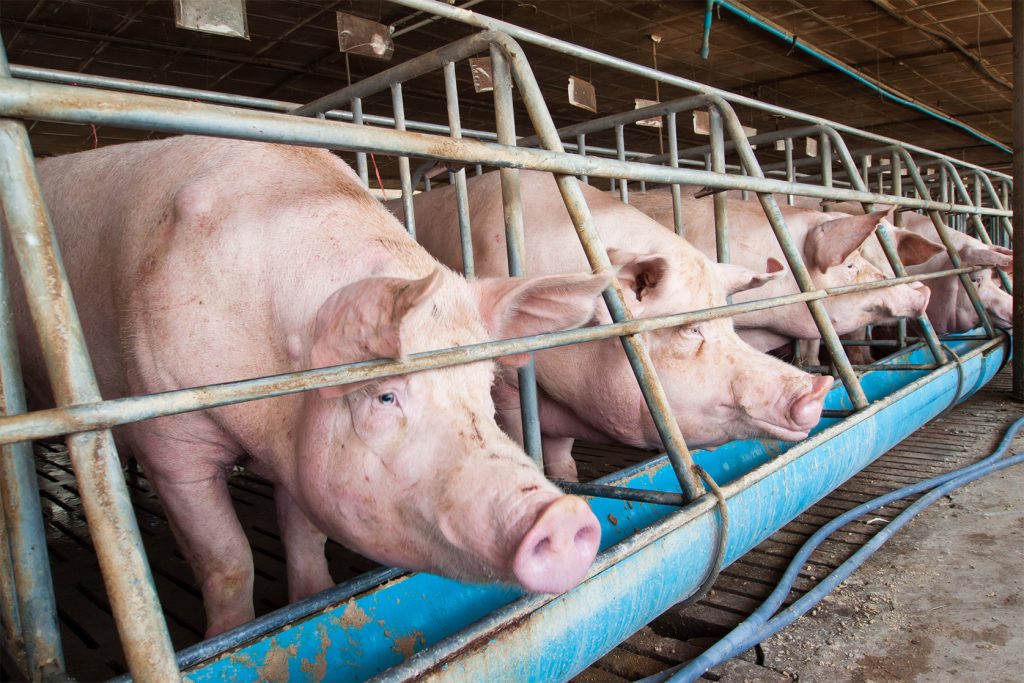 pigs over feeding trough