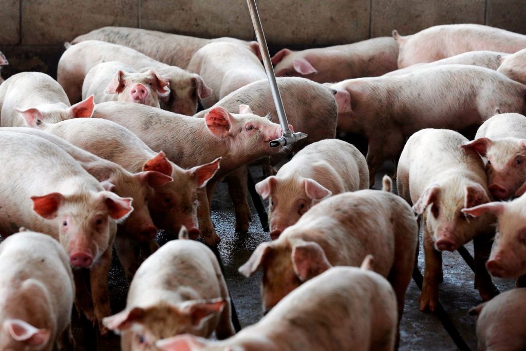 Pigs