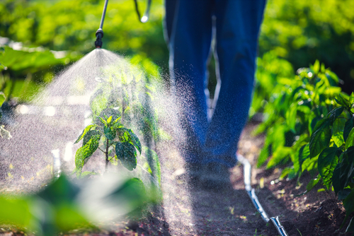 Person spraying plant